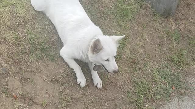 White Dog Slides Does Belly Slide Down Hill