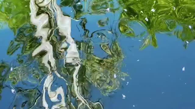 Tree reflected in a pond