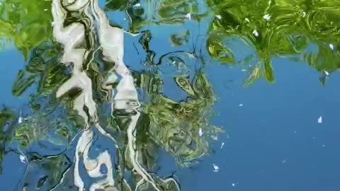 Tree reflected in a pond