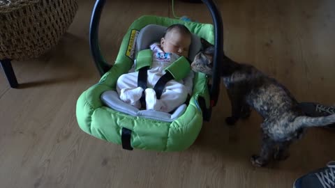 Cats Meeting Babies for the FIRST Time Compilation NEW