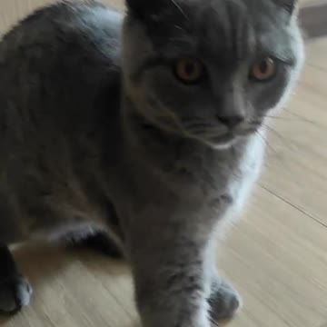 Cat is asking do not touch 🙀🐈🐱