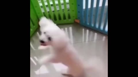 Dogs Dance