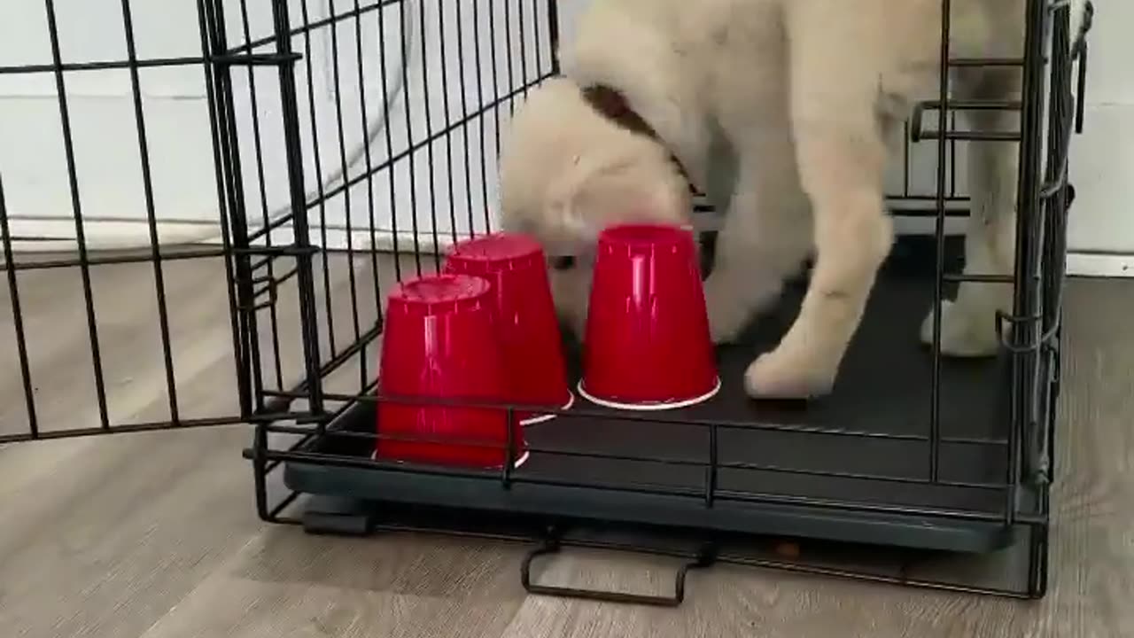 How to Crate Train your Puppy