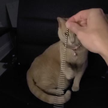 Cat has fun with magnet