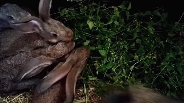 Fast eater in the world