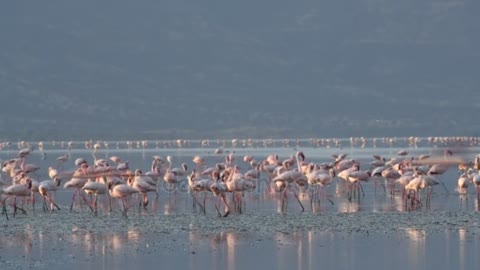 lesser flamingo