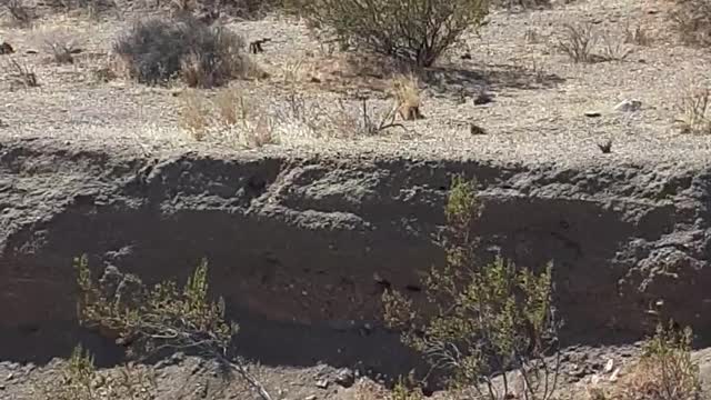 Surprised Bobcat