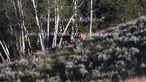 The Beauty of the Bighorns