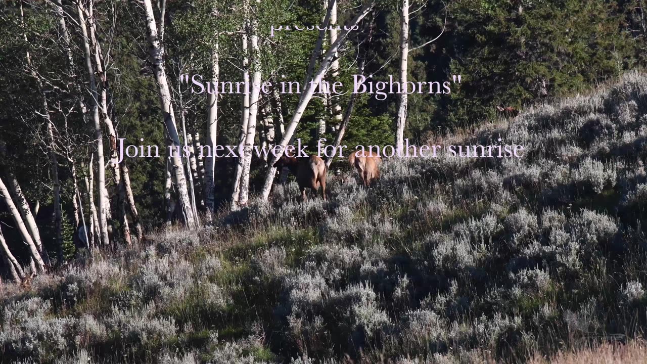 The Beauty of the Bighorns
