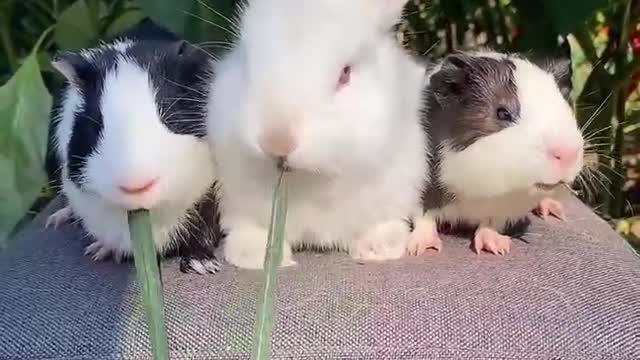 Watching the little rabbit eat, it's so appetizing
