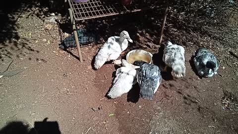 Some young Muscovy ducks