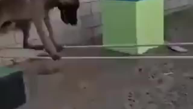 pies tor przeszkód ;-)