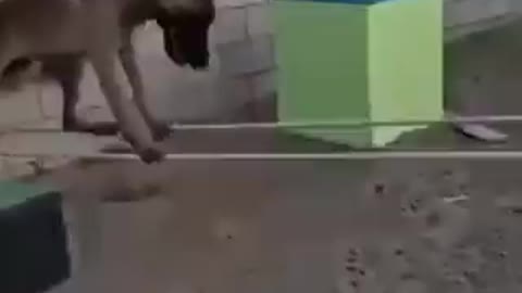 pies tor przeszkód ;-)