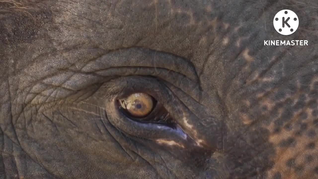 Close up view of elephant