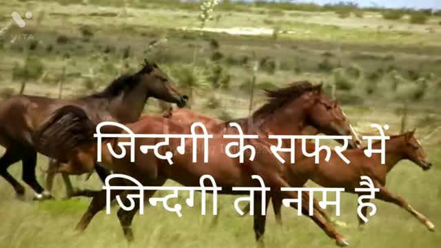 Horse