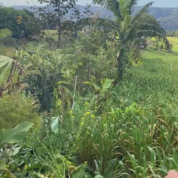 Syntropic Farming - Our Goal!