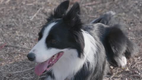 video funny dogs