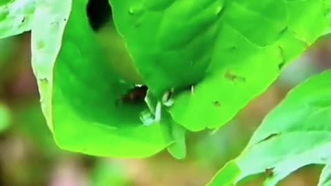 Good video
