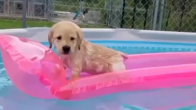 #dogs #dogstraining 🐕 🐶 #cutepets # #short # #funnypets #petstraining #dogtraining #funnyvideo