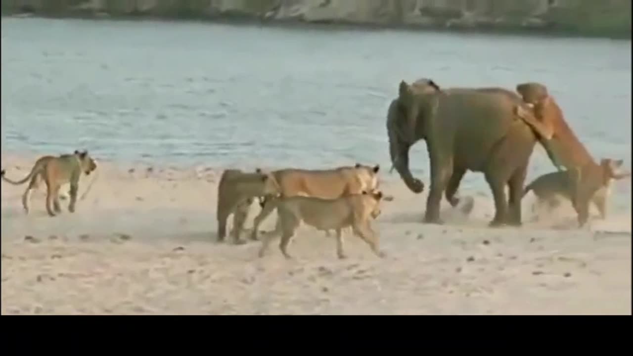 Brave elephant