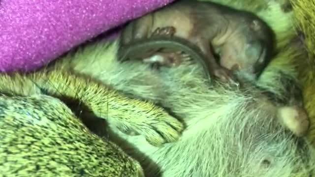 Newborn squirrel nursing