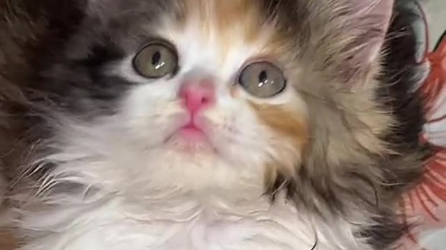 Cute cat video-funny cat video Playing Beautifull cat