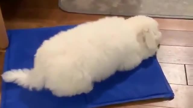 Dog loves cooling pad - Cool Dog