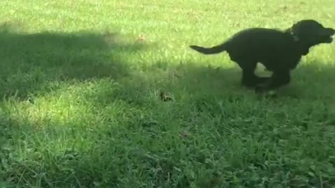 Dogy Playing with His Owner