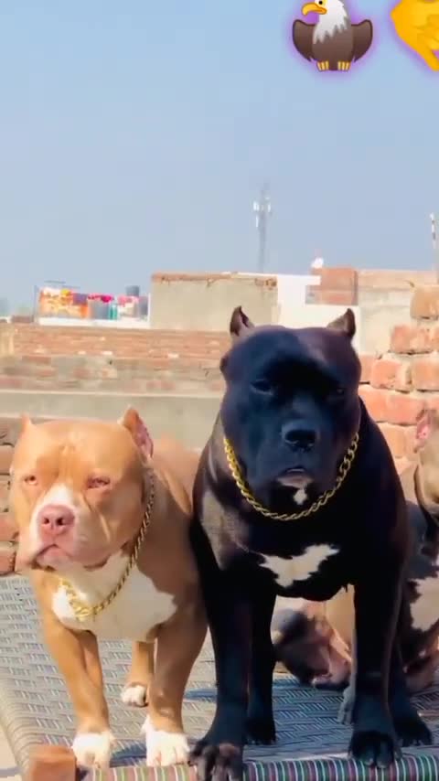 Watch the pets and their beauty 😍 😘