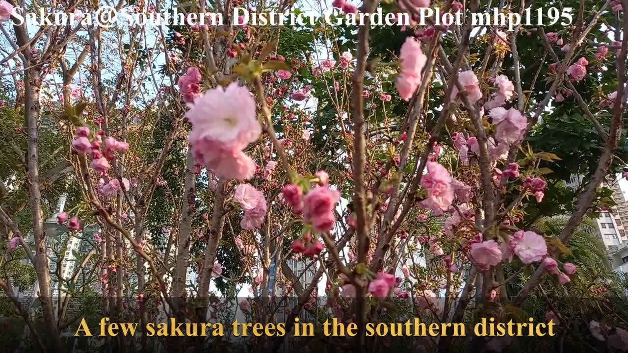 櫻花@香港花卉展覽2021南區園圃 Sakura@Southern District Garden Plot, Apleichau, mhp1195, Mar 2021