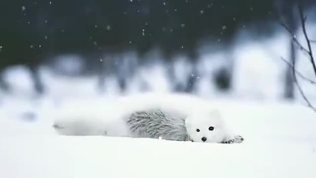 Beautiful snow-white arctic fox bathes in the snow