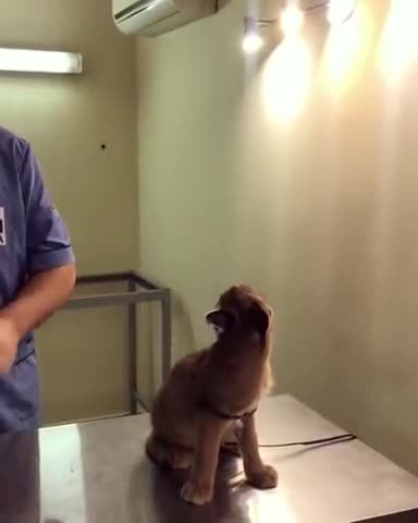 Caracal Hisses at Vet While Being Vaccinated