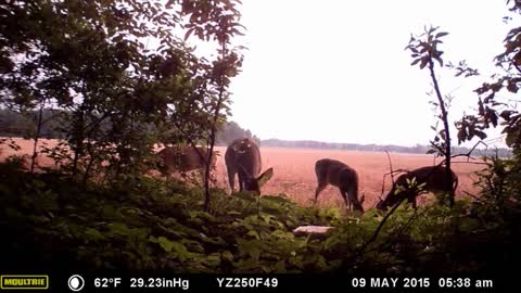 Young bucks getting scrappy during feeding time