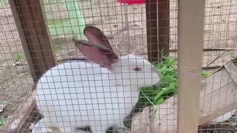 A little hare eating grass and a big rooster