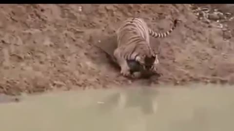 How silently Tiger walks for a hunt.