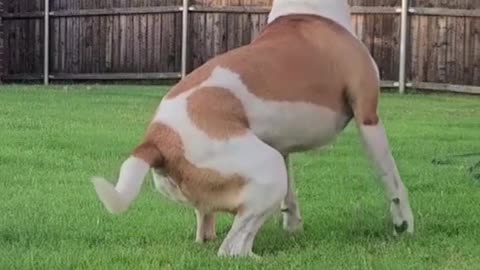 Dog funny video