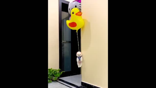 Cute and funny puppy enjoy