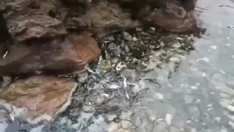 AMAZING OCEAN FISH.