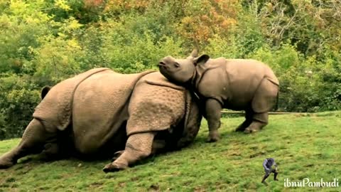 how nice it is to see the mother rhino playing with the cubs