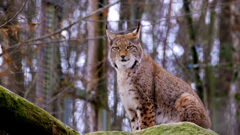 View of Lynx in Forest