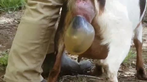 Goat giving birth #baby goat #goat