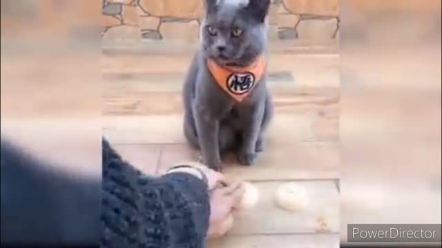 Funniest cats video 2022 #35