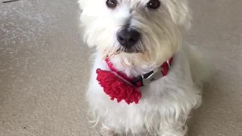 Adorable Westie Weather Audition