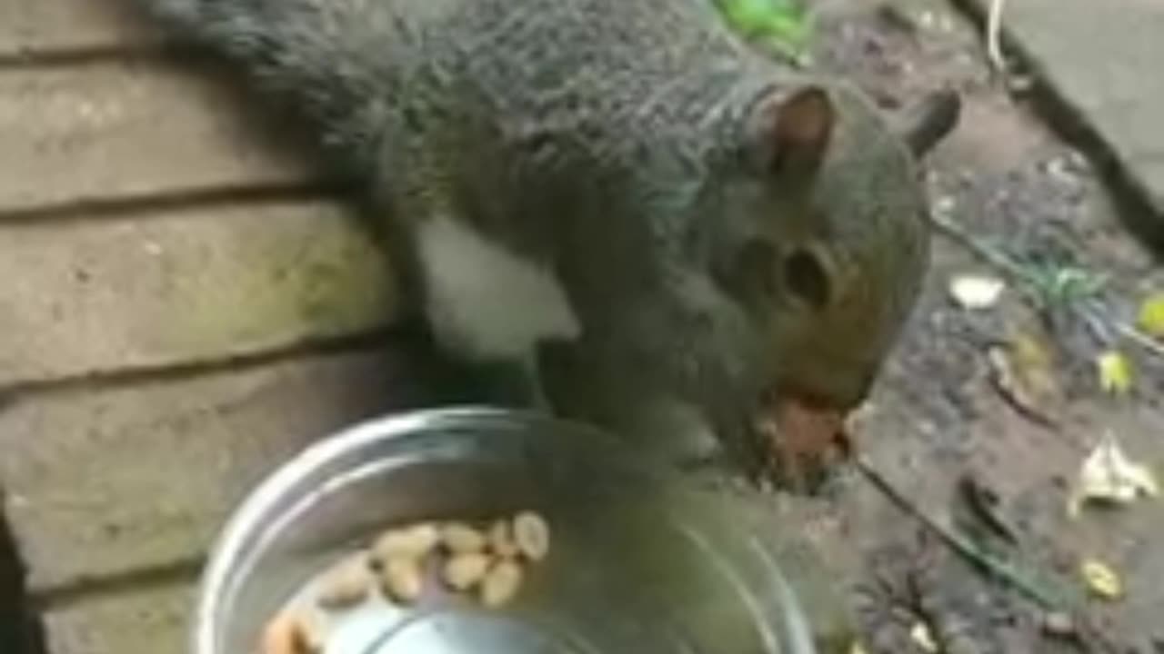 Mika The Squirrel's reactions to her nuts.