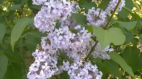 Lilacs