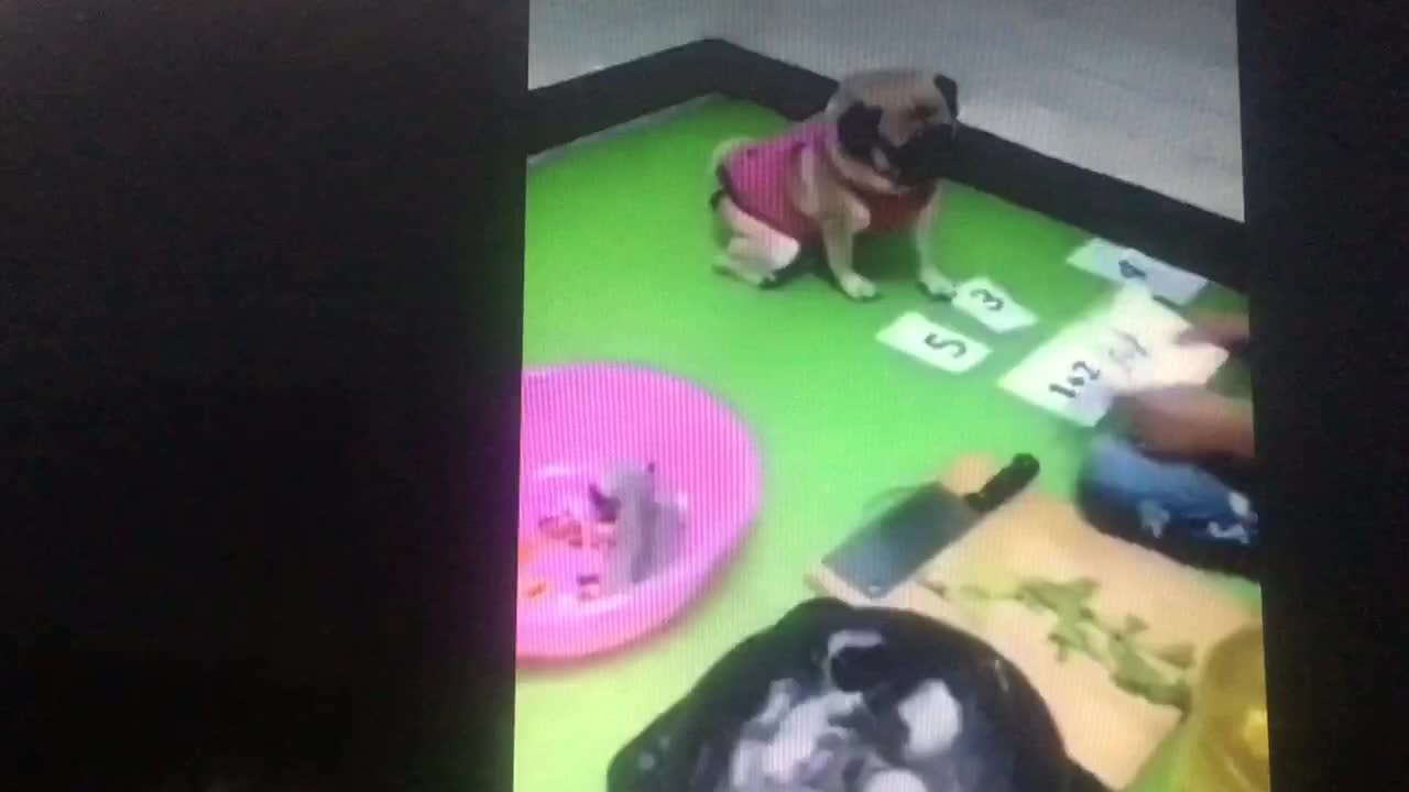 Funny dog smart