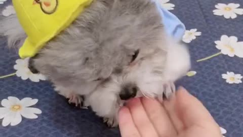 Am I cute? Can you give me a little love? 03
