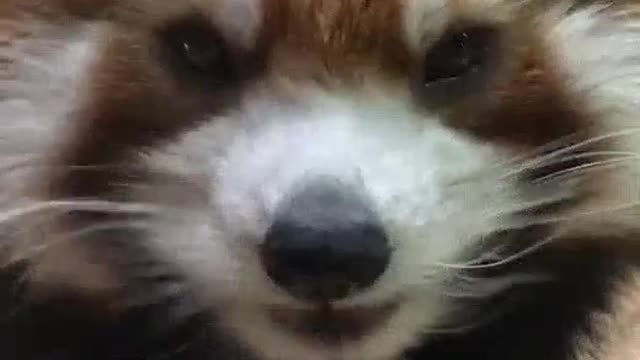 [panda eat broadcast] did you see the panda eat bamboo shoots today After watching it, you will als