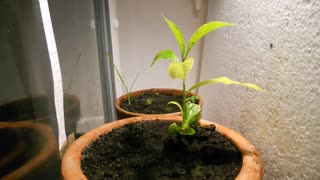 Nice Time Lapse Video of the First 6 Weeks for a Adansonia tree - Growing Baobab