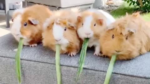 Eating Competition of Rabbit